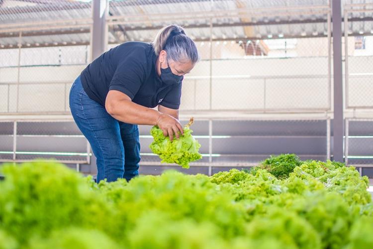 PAA: Chamadas públicas abertas para agricultores e entidades sociais