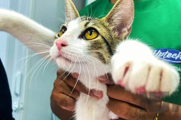 Castração animal: confira os prazo e documentos necessários para fazer o procedimento