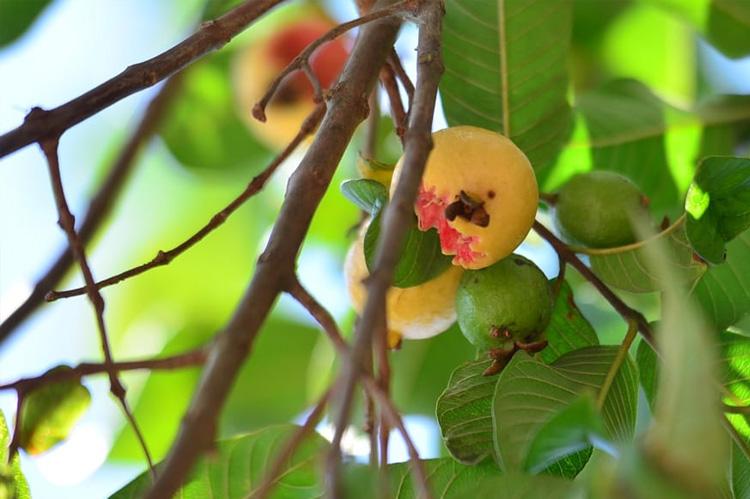 Diagro inicia fiscalizações da mosca-da-carambola em portos de Macapá e Santana