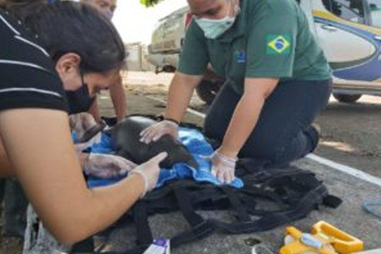 BIOPARQUE DA AMAZÔNIA É AUTORIZADO A RECEBER FILHOTE DE PEIXE-BOI