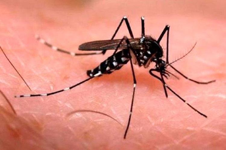 SVS registra aumento nos casos de dengue em agosto em comparação com julho