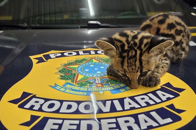 PRF resgata Gato-maracajá em situação crítica em Porto Grande, no Amapá