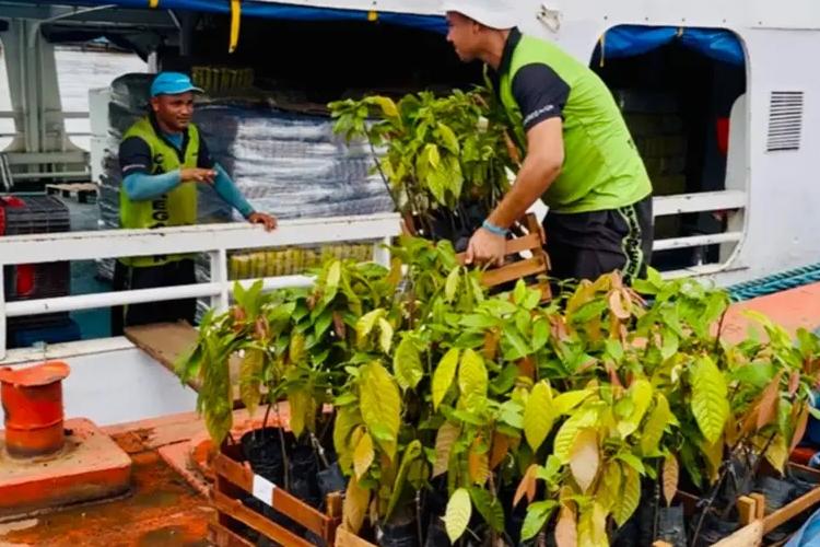 Amapá Cacau: Governo do Estado articula envio de mudas cacaueiras clone para Macapá