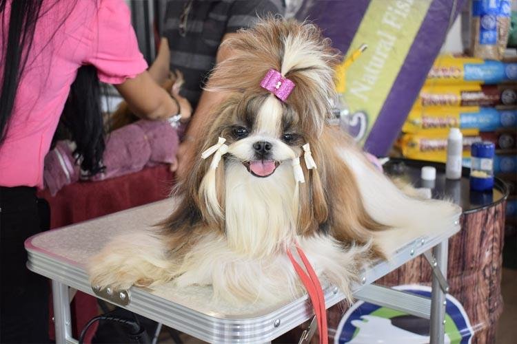 Feira para segmento Pet acontece no Sebrae