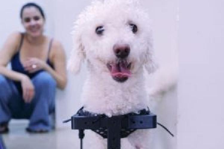 Cão sem patas dianteiras volta a andar com protótipo de cadeira de rodas inédito