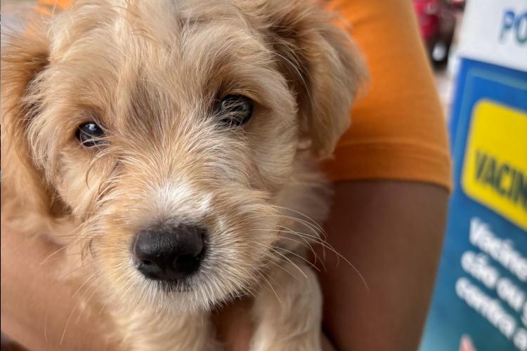 Campanha de Vacinação Antirrábica 2025 inicia com 81 animais vacinados no bairro Elesbão