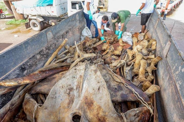 Ossada de baleia que encalhou no Bailique chega a Macapá