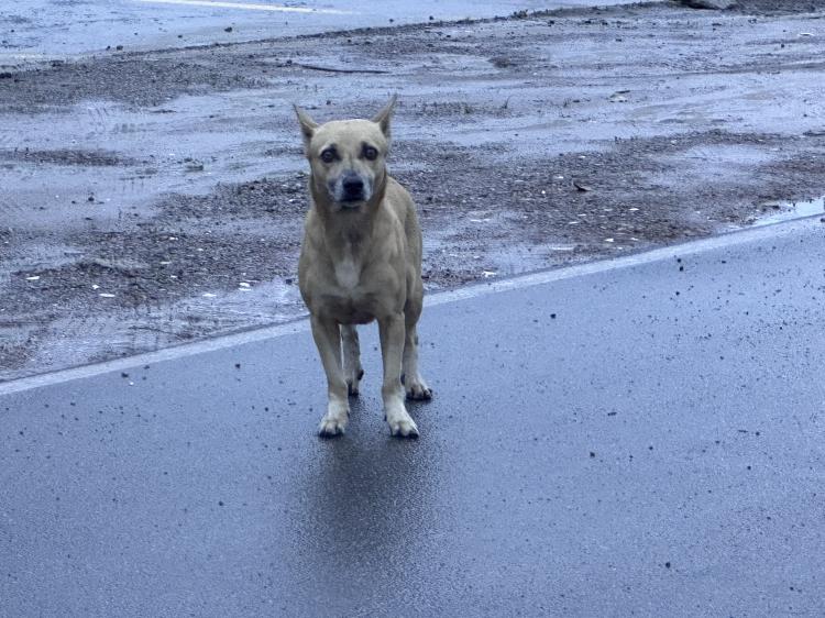 Maio Amarelo: “Eu freio para os animais” ganha destaque nas ações de conscientização