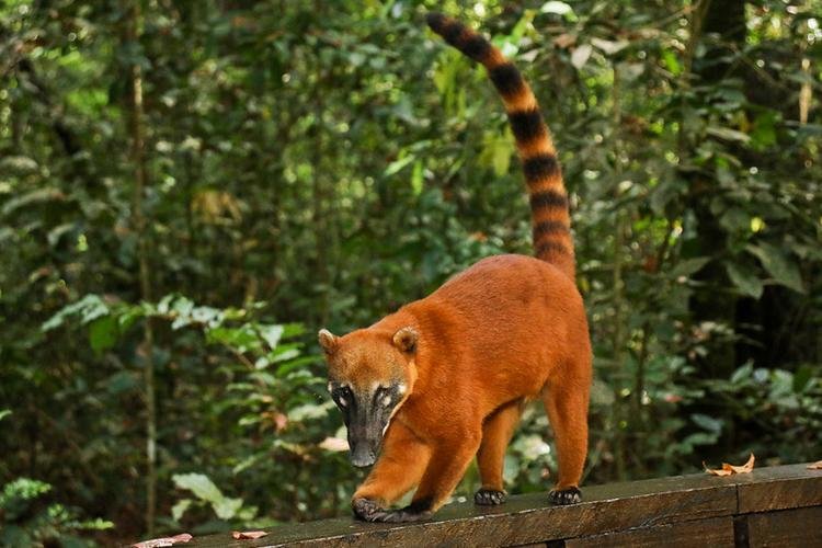 Quatis ganham novo espaço natural no Bioparque da Amazônia
