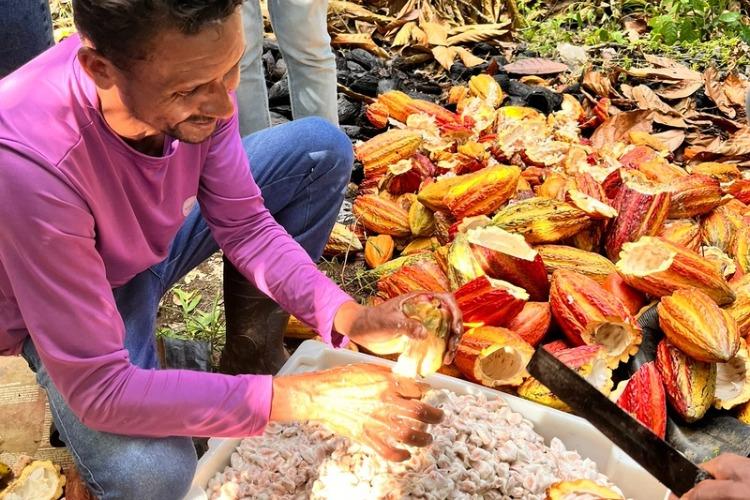 Negócios da sociobioeconomia movimentam R$ 130 milhões e ajudam a conservar 2,5 milhões de hectares no Brasil