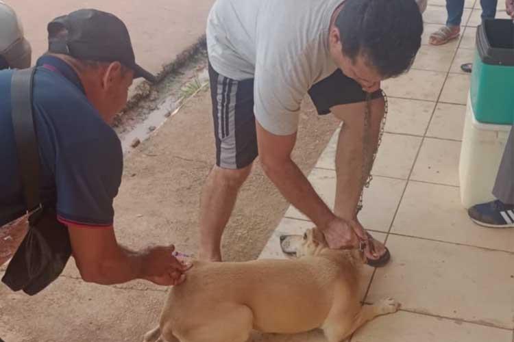 Vacinação antirrábica para cães e gatos em Macapá