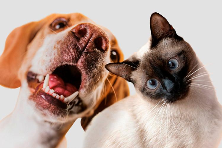 Animais Financeiros: especialista associa perfil dos animais para explicar comportamentos financeiros