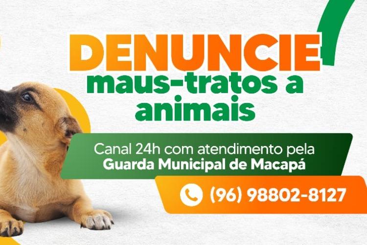 Prefeitura disponibiliza canal para denúncias de maus-tratos a animais em Macapá