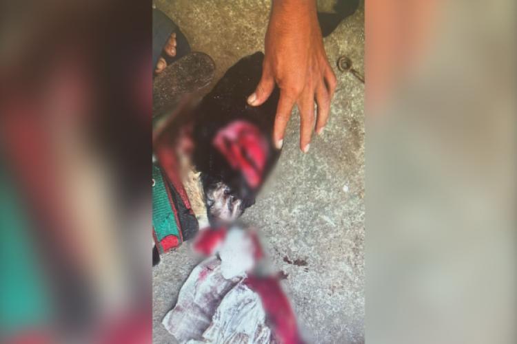 PC indicia homem que matou e mutilou cães após golpeá-los com arma branca em Macapá