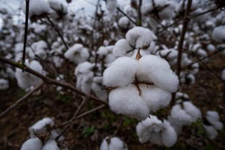 Sem controle adequado, ácaros causam perda de produtividade de soja e algodão