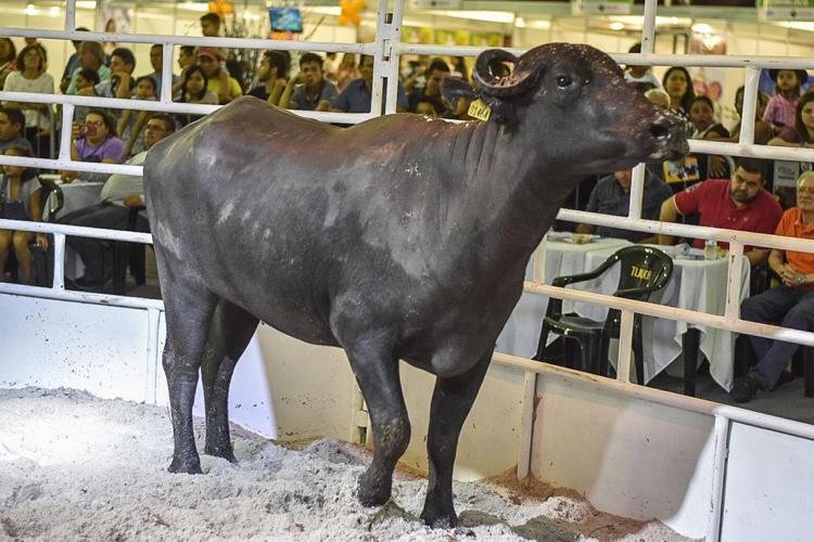 Bubalinos melhorados geneticamente são leiloados na 1ª ExpoLeilão