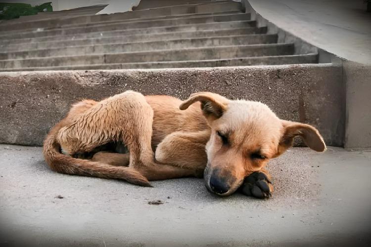 Dezembro Verde: mês de combate e conscientização ao abandono animal