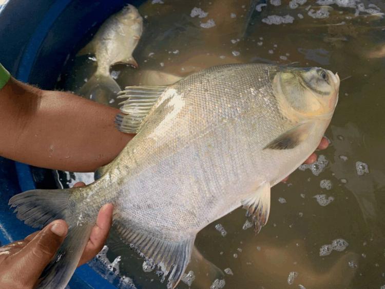 Programa Peixe na Mesa venderá 4 toneladas de pescado a preço popular