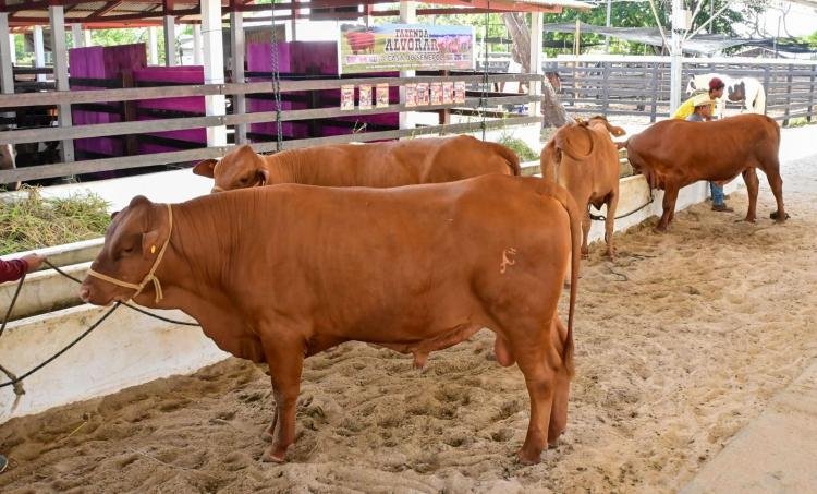 Raça, genética e qualidade: premiação reconhece os melhores animais da Expofeira 2026