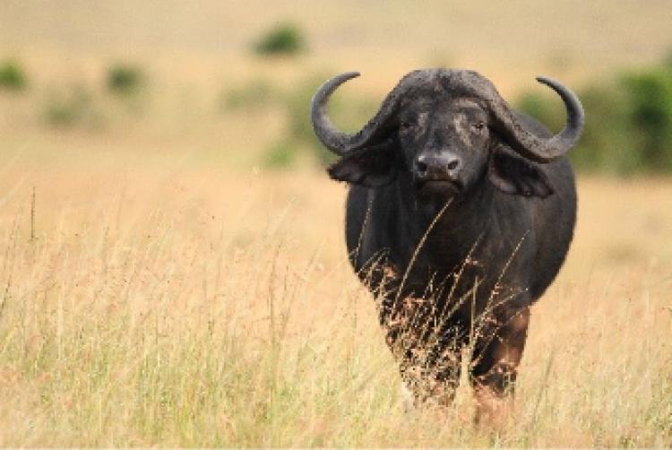 Búfalos: por que a força e o temperamento da espécie mudam o manejo nas propriedades rurais?
