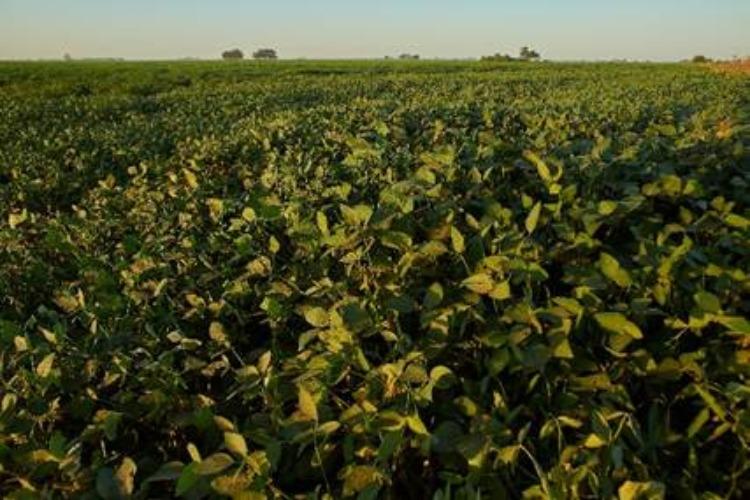 Sem controle adequado, ácaros causam perda de produtividade de soja e algodão