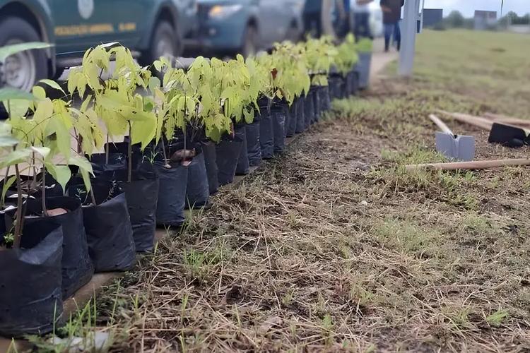 Ipês, acapus e samaúma: mais de 200 mudas de árvores são plantadas no canteiro central da Rodovia do Centenário em Macapá