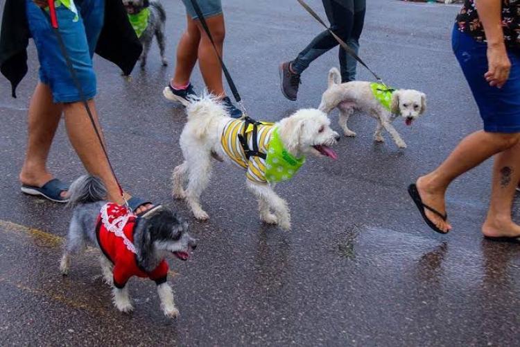 Primeira Cãominhada em Santana promove conscientização animal