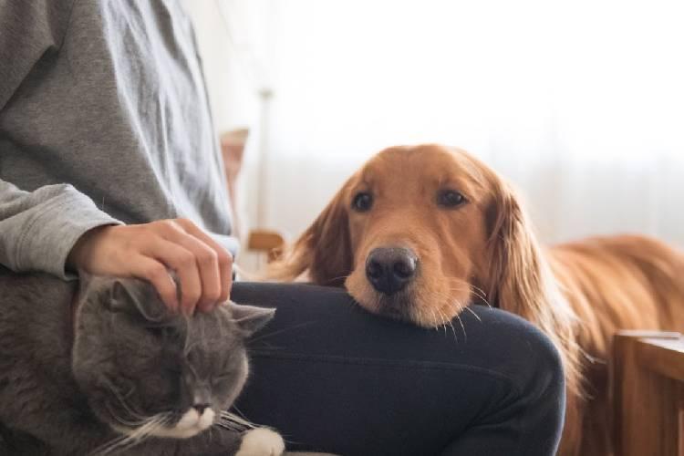 Dicas para proporcionar mais qualidade de vida aos pets