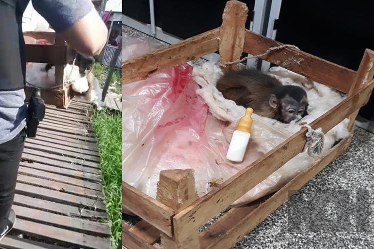 ANIMAL SILVESTRE QUE ESTAVA PRESO IRREGULARMENTE EM CATIVEIRO NA ZONA SUL DE MACAPÁ É RESGATADO