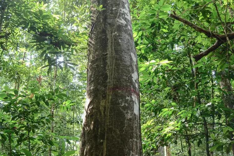 Manejo Sustentável: Governo do Amapá inicia série de audiências públicas para o projeto de novas concessões florestais