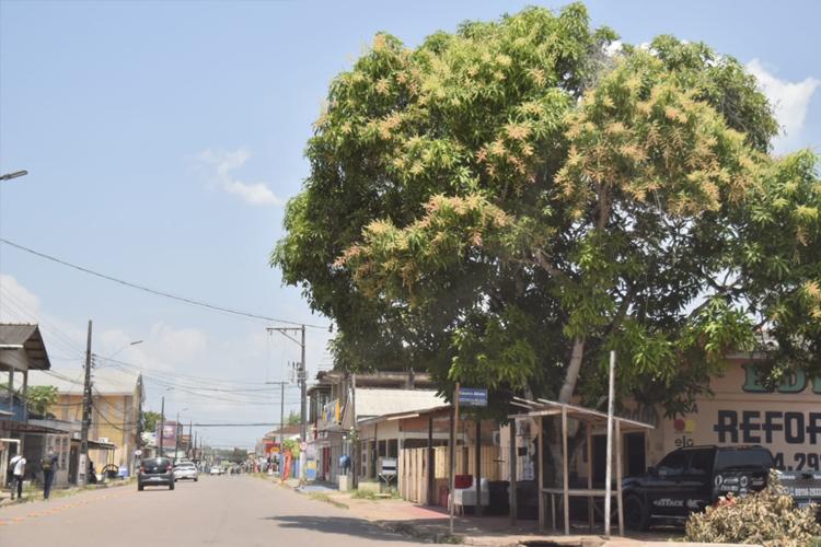 Dia da árvore: Coordenadoria de Meio Ambiente ressalta a importância do plantio de mudas