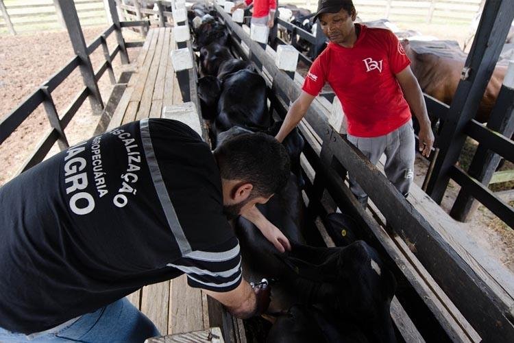 Febre Aftosa: inicia campanha de vacinação do rebanho nesta sexta-feira, 1º