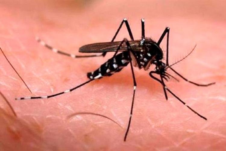 Amapá reduz casos de dengue em 97% no primeiro trimestre de 2019