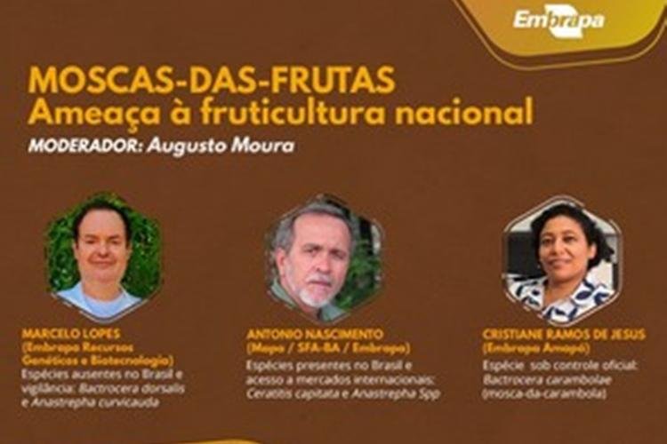 Webinar apresenta informações sobre moscas-das-frutas