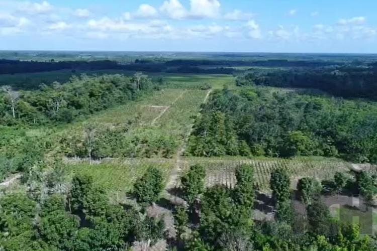 No Pará, sistemas agroflorestais ganham estímulos com o PRONAF Floresta
