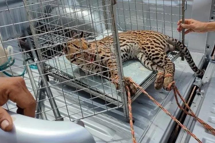 Jaguatirica morre após ser capturada por moradores na área urbana de Santana, no Amapá