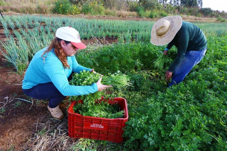 Governo Federal anuncia abertura do sistema do PAA para Compra com Doação Simultânea da Agricultura Familiar