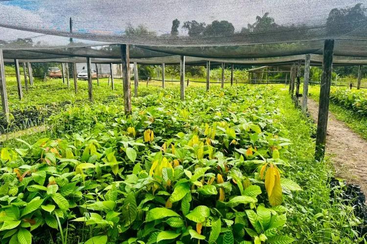 Governo do Amapá entrega 18 mil mudas de cacau para fortalecer agricultura familiar em Pedra Branca do Amapari