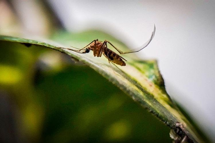 Iepa vai aumentar capacidade de laboratório para experimentos com mosquitos