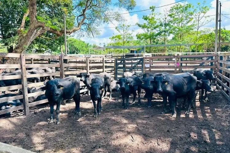 Governo do Amapá inicia campanha de Atualização Cadastral 2026 para produtores rurais