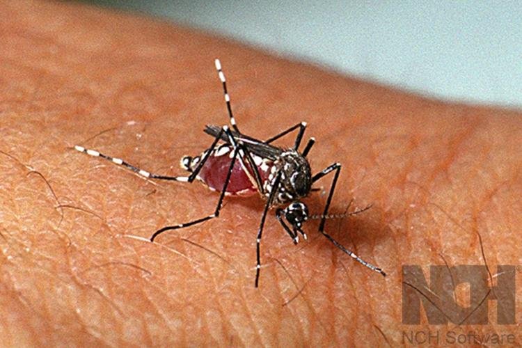 4° ciclo do LIRAa: ação busca medir infestação do Aedes aegypti em Macapá