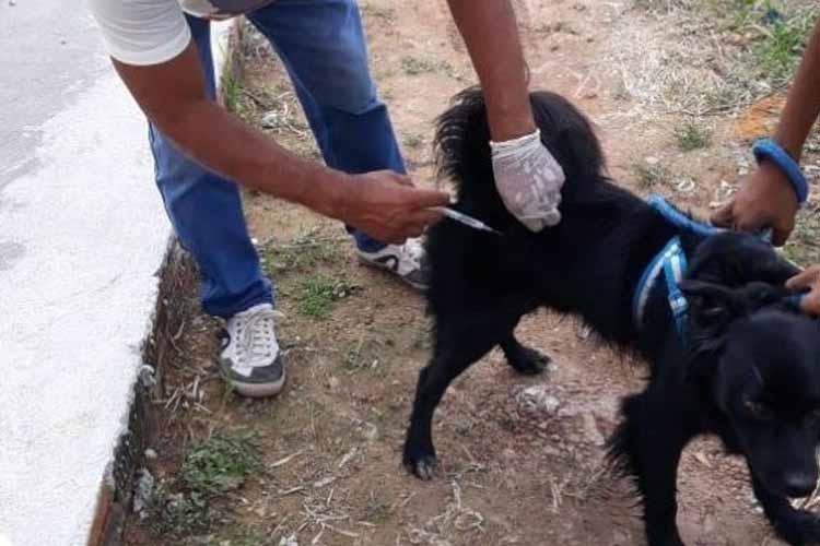 Departamento de vigilância ambiental inicia vacinação antirrábica na Capital