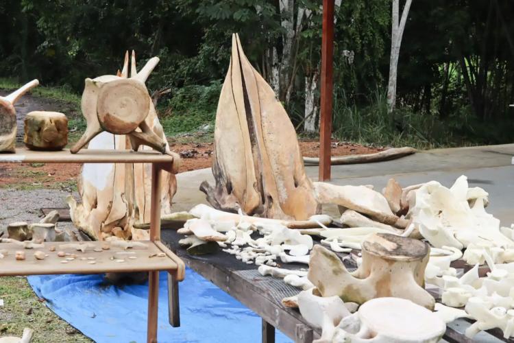 Governo do Estado monta ação estratégica para resgate de esqueletos de baleias encontrados na região do Bailique, no Amapá