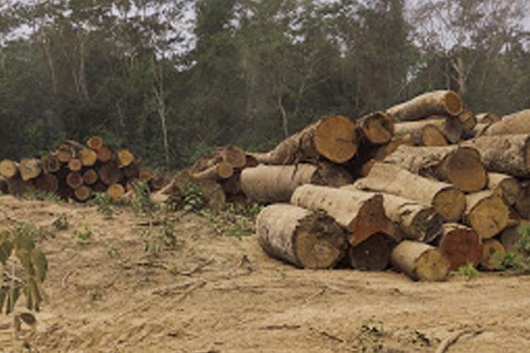 Cientistas mapeiam grilagem em florestas públicas na Amazônia