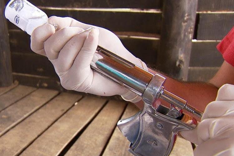 Criadores de gado devem estar atentos para a vacinação contra brucelose